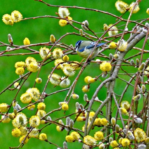 Printemps 2015 petite mésange bleue dans Salix  Caprea Kilmarnock