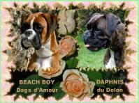 Daphnis du Dolon / Beach Boy Dogs d'Amour