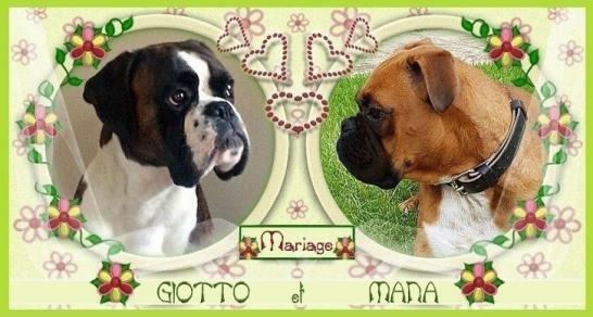 Mariage Giotto x Mana