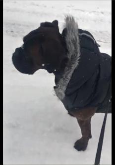 J'Kaleesi dans la neige du Michigan
