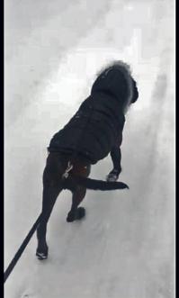 J'Khaleesi dans la neige du Michigan